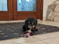 Flint, a male Poodle - Miniature  for sale in Laveen, AZ – 3 of 6