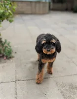 Trouble, a male Poodle - Toy  for sale in Laveen, AZ – 2 of 4