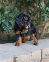 Trouble, a male Poodle - Toy  and Poodle - Miniature  for sale in Laveen, AZ – Photo 4 of 4
