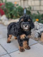 Trouble, a male Poodle - Toy  and Poodle - Miniature  for sale in Laveen, AZ – Photo 2 of 4
