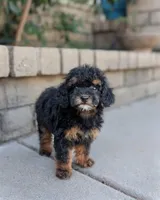 Trouble, a male Poodle - Toy  and Poodle - Miniature  for sale in Laveen, AZ – Photo 3 of 4