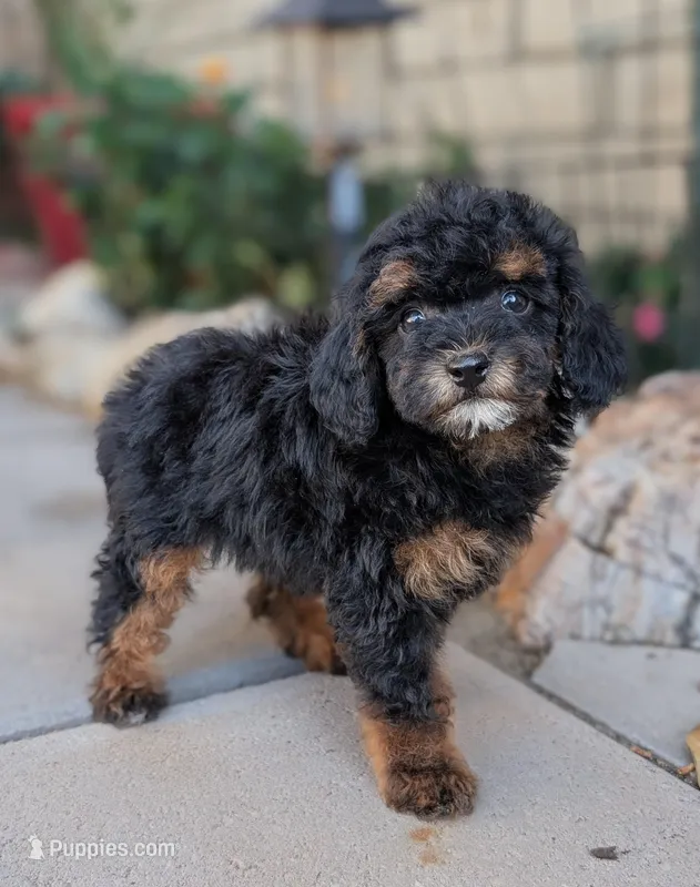 Trouble – Poodle - Toy , Poodle - Miniature  puppy for sale in Laveen, AZ