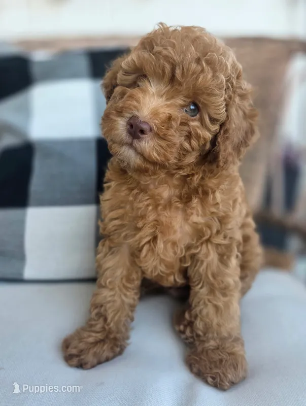 Clifford – Poodle - Miniature  puppy for sale in Laveen, AZ