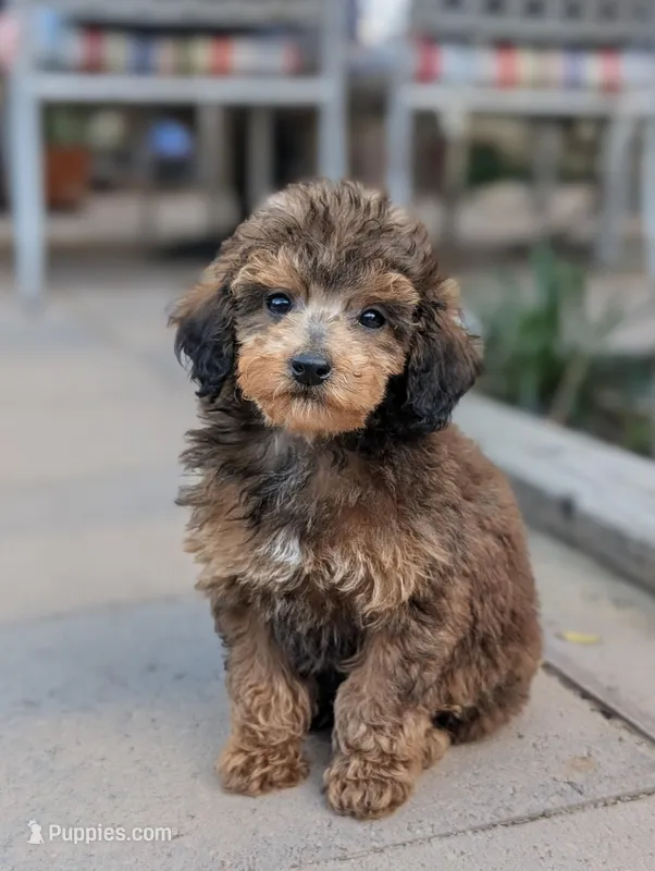 Puck – Poodle - Toy  puppy for sale in Laveen, AZ