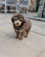 Puck, a male Poodle - Toy  for sale in Laveen, AZ – Photo 3 of 4