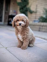 Gus Gus, a male Poodle - Miniature  for sale in Laveen, AZ – Photo 2 of 2