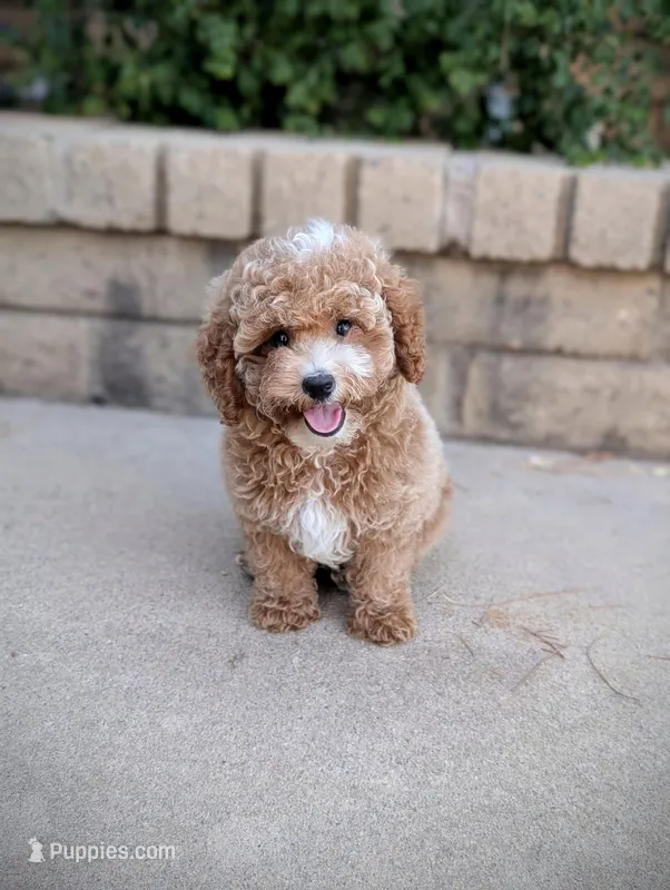 Gus Gus, a male Poodle - Miniature  for sale in Laveen, AZ – Photo 1 of 2
