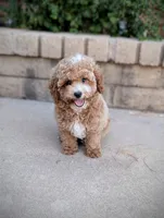 Gus Gus, a male Poodle - Miniature  for sale in Laveen, AZ – Photo 1 of 2