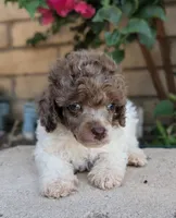 Blue Eyes, a male Poodle - Miniature  for sale in Laveen, AZ – 2 of 5
