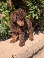 Rocky, a male Poodle - Miniature  for sale in Laveen, AZ – Photo 4 of 5