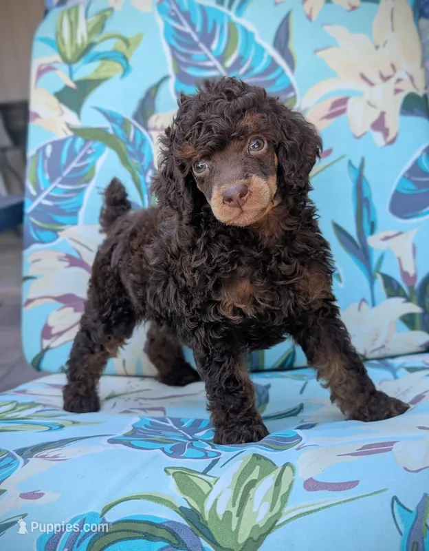 Rocky – Poodle - Miniature  puppy for sale in Laveen, AZ