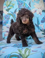Rocky, a male Poodle - Miniature  for sale in Laveen, AZ – Photo 1 of 5