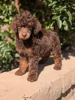 Rocky, a male Poodle - Miniature  for sale in Laveen, AZ – Photo 3 of 5