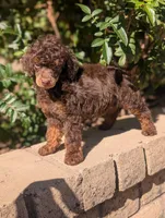 Rocky, a male Poodle - Miniature  for sale in Laveen, AZ – Photo 5 of 5