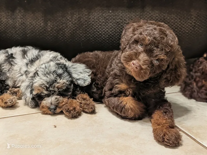 Cedar – Poodle - Miniature  puppy for sale in Laveen, AZ