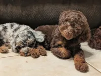 Cedar, a male Poodle - Miniature  for sale in Laveen, AZ – 1 of 4