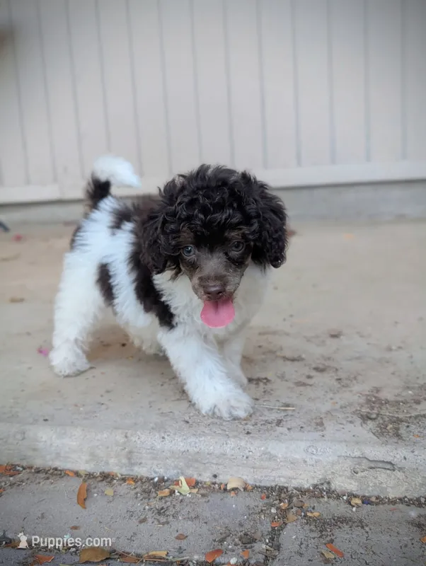 Brown Phantom Parti AKC – Poodle - Miniature  puppy for sale in Laveen, AZ