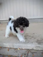 Brown Phantom Parti AKC, a male Poodle - Miniature  for sale in Laveen, AZ – 1 of 2