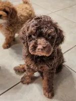 Cedar, a male Poodle - Miniature  for sale in Laveen, AZ – 2 of 4