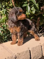 Molly, a female Poodle - Toy  for sale in Laveen, AZ – Photo 2 of 4