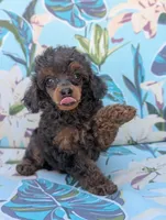 Molly, a female Poodle - Toy  for sale in Laveen, AZ – Photo 4 of 4