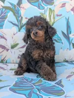 Molly, a female Poodle - Toy  for sale in Laveen, AZ – Photo 3 of 4