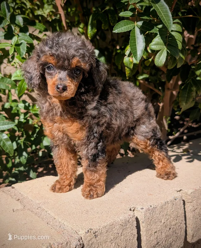 Molly – Poodle - Toy  puppy for sale in Laveen, AZ