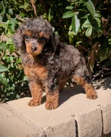 Molly, a female Poodle - Toy  for sale in Laveen, AZ – Photo 1 of 4
