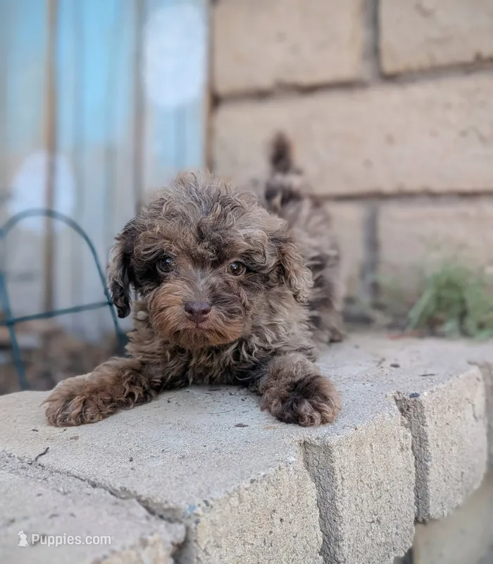 Tiny Brown Merle – Poodle - Miniature  puppy for sale in Laveen, AZ