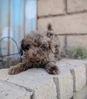 Tiny Brown Merle, a male Poodle - Miniature  for sale in Laveen, AZ – 1 of 2