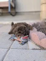 Cleo, a female Poodle - Miniature  for sale in Laveen, AZ – 3 of 3