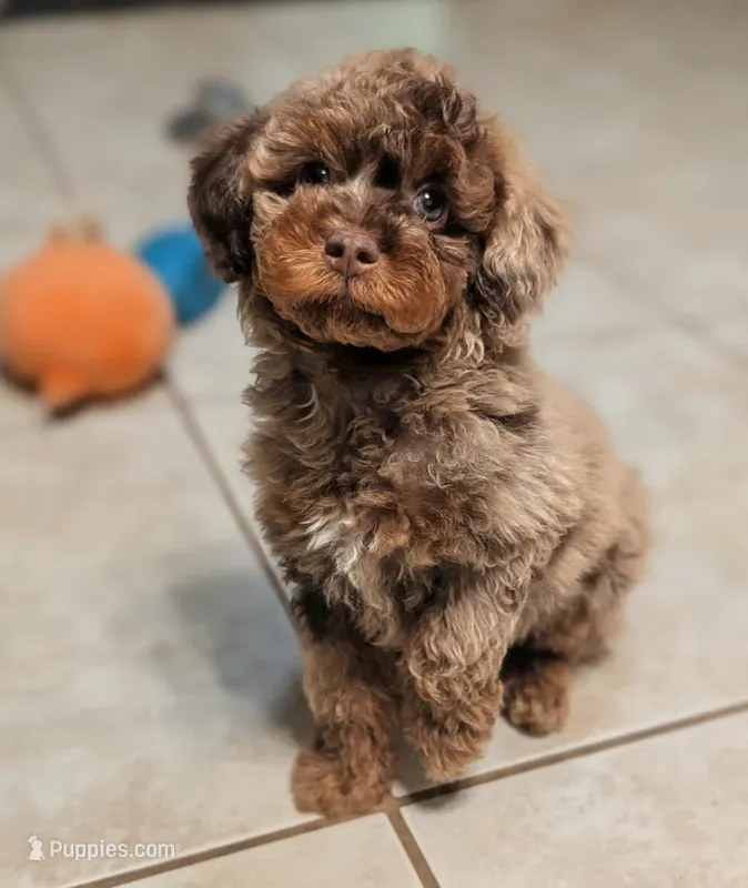 Rowan – Poodle - Miniature  puppy for sale in Laveen, AZ