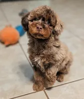Rowan, a male Poodle - Miniature  for sale in Laveen, AZ – 1 of 5