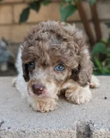 Blue Eyes, a male Poodle - Miniature  for sale in Laveen, AZ – 1 of 5