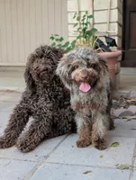 Tiny Brown Merle, a male Poodle - Miniature  for sale in Laveen, AZ – 2 of 7