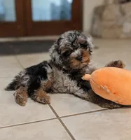 Moss, a male Poodle - Miniature  for sale in Laveen, AZ – 2 of 5