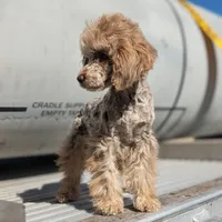 Auggie, a male Poodle - Toy  for sale in Laveen, AZ – Photo 1 of 5