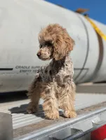 Auggie, a male Poodle - Toy  for sale in Laveen, AZ – Photo 1 of 5