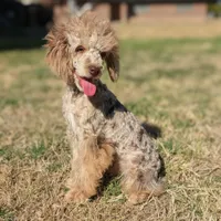 Auggie, a male Poodle - Toy  for sale in Laveen, AZ – Photo 5 of 5