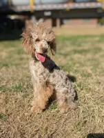 Auggie, a male Poodle - Toy  for sale in Laveen, AZ – Photo 5 of 5