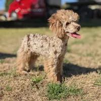 Auggie, a male Poodle - Toy  for sale in Laveen, AZ – Photo 4 of 5