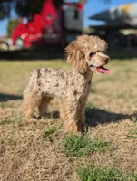 Auggie, a male Poodle - Toy  for sale in Laveen, AZ – Photo 4 of 5
