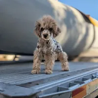 Auggie, a male Poodle - Toy  for sale in Laveen, AZ – Photo 3 of 5