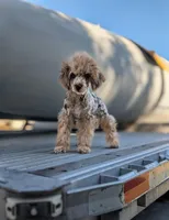 Auggie, a male Poodle - Toy  for sale in Laveen, AZ – Photo 3 of 5