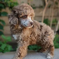 Auggie, a male Poodle - Toy  for sale in Laveen, AZ – Photo 2 of 5