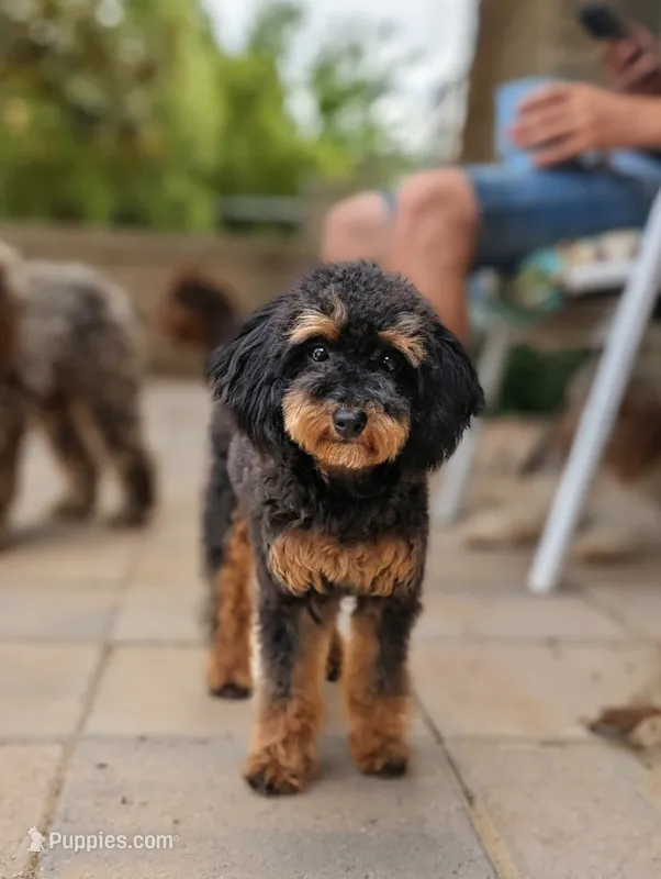 Trouble – Poodle - Toy  puppy for sale in Laveen, AZ