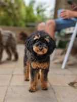 Trouble, a male Poodle - Toy  for sale in Laveen, AZ – 1 of 4