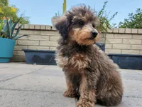 Puck, a male Poodle - Toy  for sale in Laveen, AZ – Photo 2 of 4
