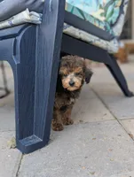 Puck, a male Poodle - Toy  for sale in Laveen, AZ – Photo 3 of 4
