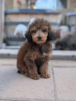 Puck, a male Poodle - Toy  for sale in Laveen, AZ – Photo 4 of 4